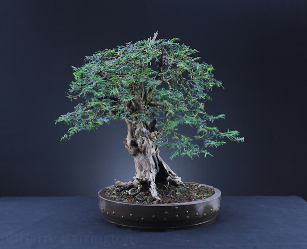 Taxus baccata Yew bonsai